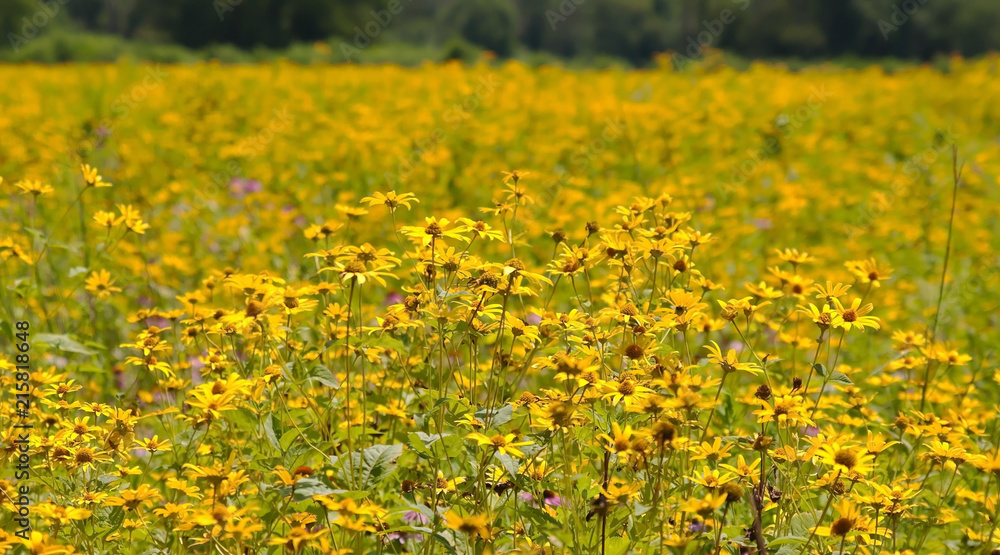 A field of yellow Ox Eyed daisies in Pennsylvania with a blurred background
