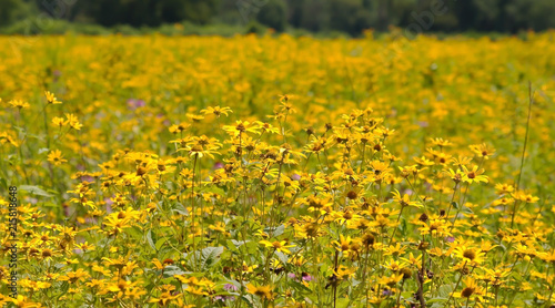 A field of yellow Ox Eyed daisies in Pennsylvania with a blurred background © woodsnorth