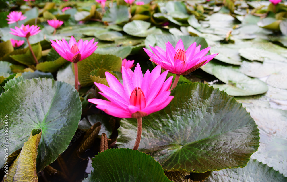 Pink Lotus Flower in the river gardent. Pink Lotus Flower in the river gardent.