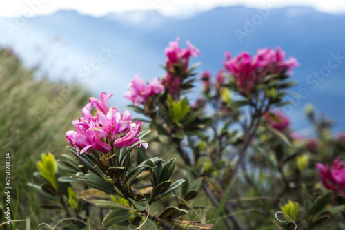 close up of alp roses  alpenrosen  in south tyrol with blurred out background