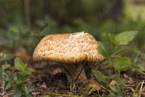 lonely mushroom