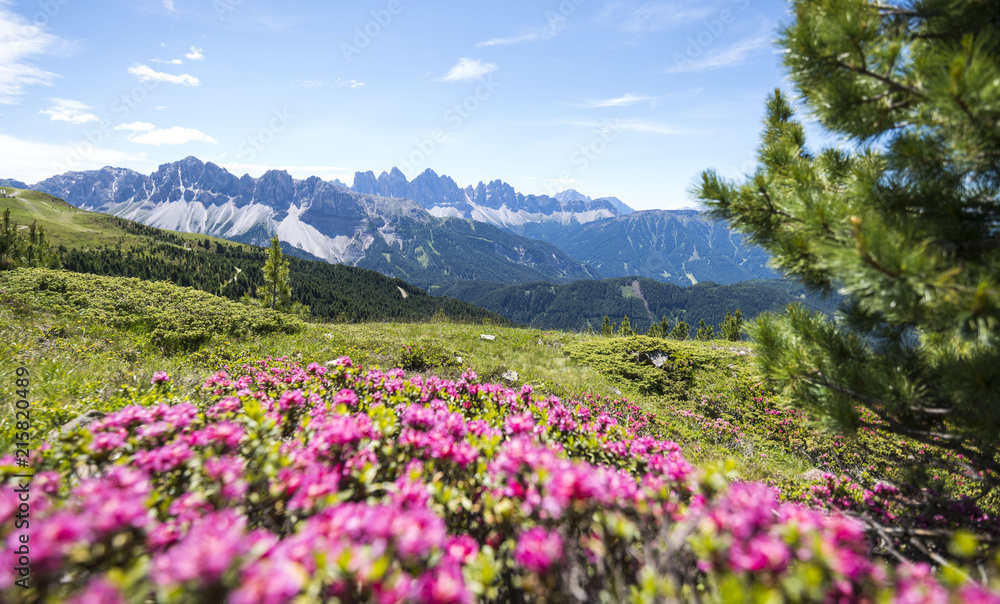 Obraz premium alpenrosen on the plose with view on the italian dolomites (Geisler Alps)