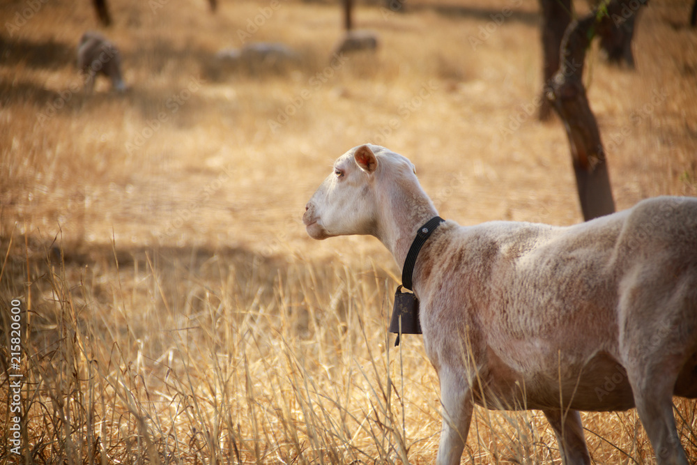 Fototapeta premium Sheep is grazing on a summer meadow