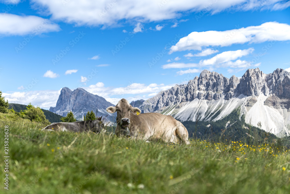 Two cows lying on a Meadow on the Plose with a beautiful view to the Italian Dolomites (Geisler)