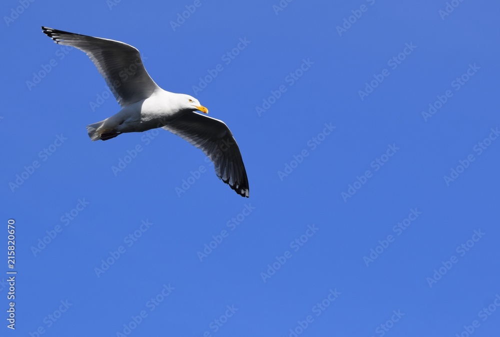 flying seagull with spread wings closeup on blue sky background flying seagull with spread wings closeup on blue sky background