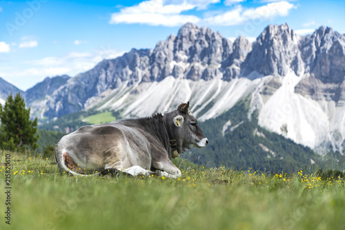 Two cows lying on a Meadow on the Plose with a beautiful view to the Italian Dolomites (Geisler)