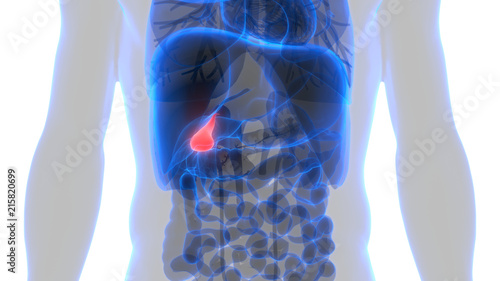 Human Gallbladder Anatomy