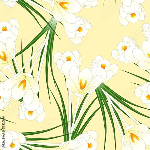 White Crocus Flower on Beig...