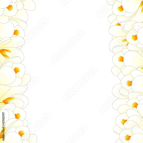 White Crocus Flower Border
