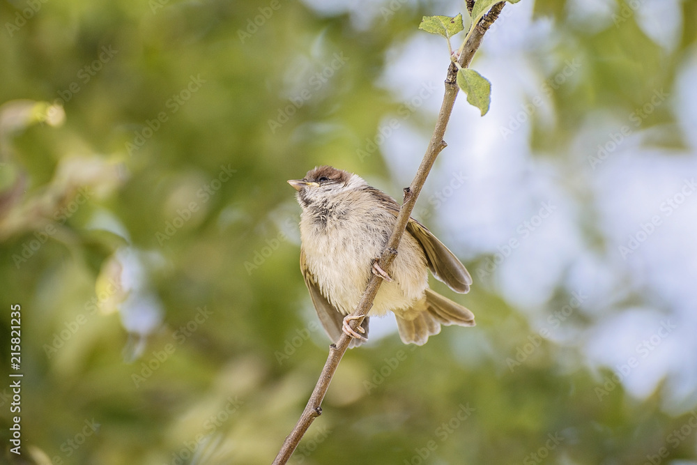 Eurasian tree sparrow, Passer montanus Eurasian tree sparrow, Passer montanus