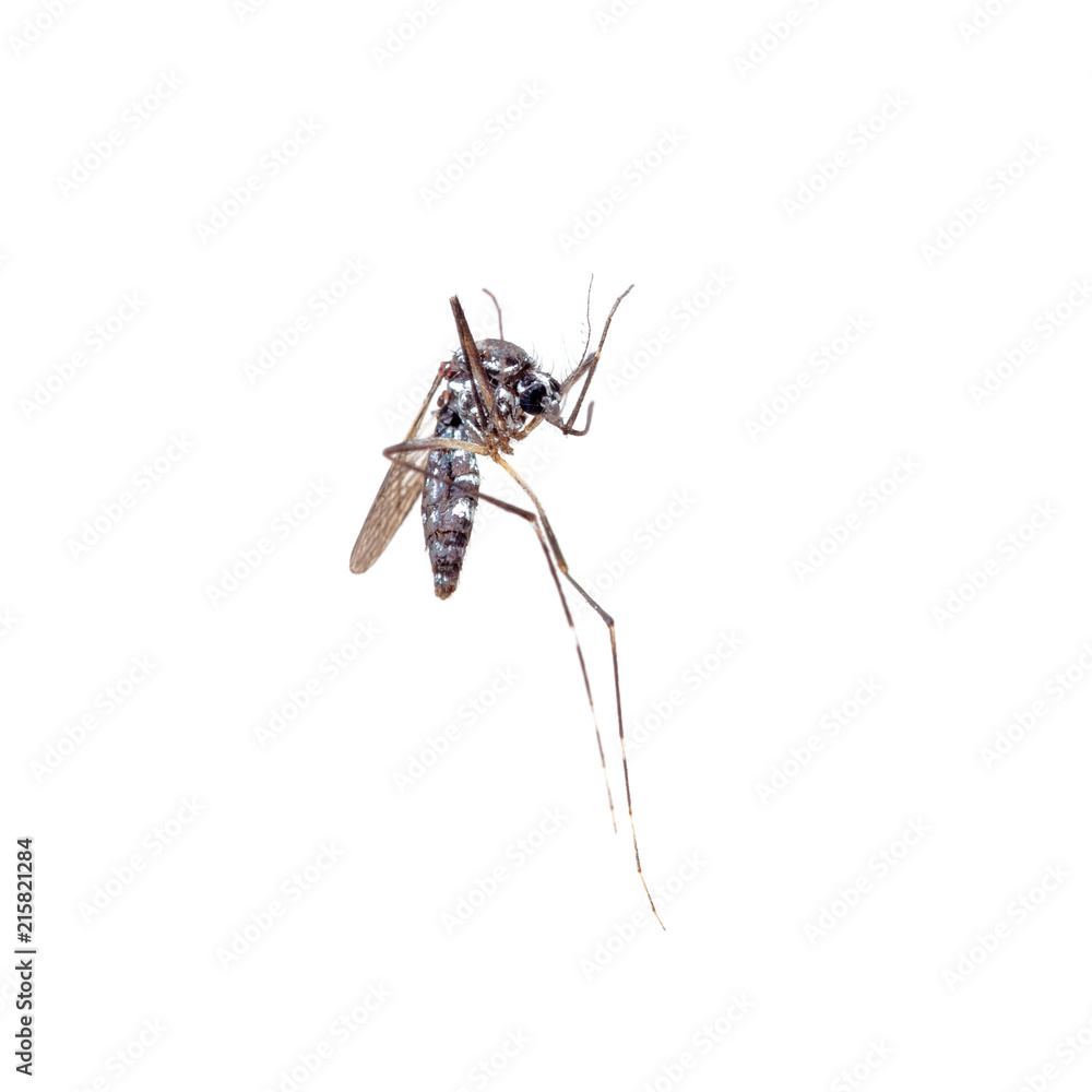 Dead Asian Tiger Mosquito, Aedes albopictus, macro on white background. A transmitter of many viral pathogens, including yellow fever virus, dengue fever, and Chikungunya fever. Dead Asian Tiger Mosquito, Aedes albopictus, macro on white background. A transmitter of many viral pathogens, including yellow fever virus, dengue fever, and Chikungunya fever.