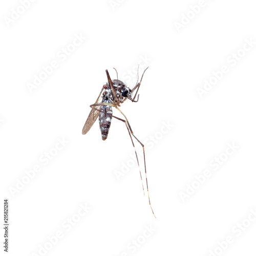 Dead Asian Tiger Mosquito, Aedes albopictus, macro on white background. A transmitter of many viral pathogens, including yellow fever virus, dengue fever, and Chikungunya fever.