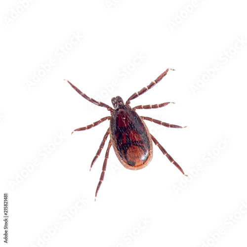 Brown dog tick, Rhipicephalus sanguineus isolated on white background. Dog risk for many conditions including babesiosis, ehrlichiosis, rickettsiosis, and hepatozoonosis.