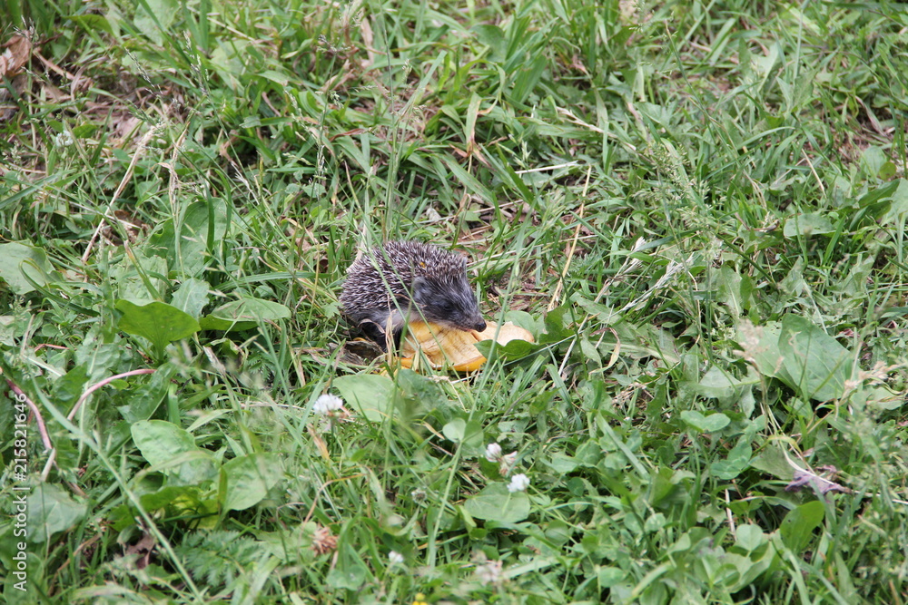 Little hedgehog Little hedgehog