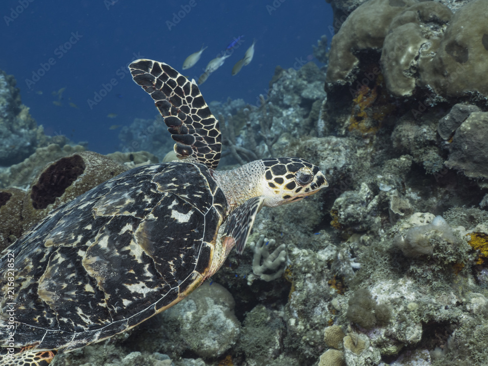 Hawksbill Sea Turtle swim in coral reef in the Caribbean Sea at scuba dive around Curacao /Netherlands Antilles Hawksbill Sea Turtle swim in coral reef in the Caribbean Sea at scuba dive around Curacao /Netherlands Antilles