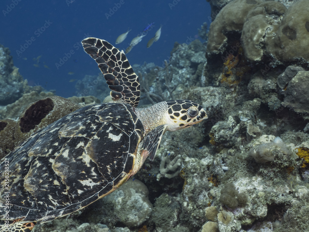 Hawksbill Sea Turtle swim in coral reef in the Caribbean Sea at scuba dive around Curacao /Netherlands Antilles