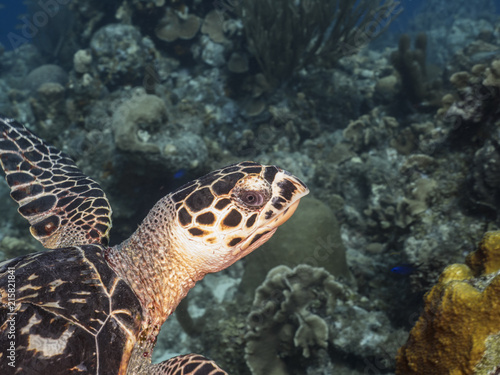 Hawksbill Sea Turtle swim in coral reef in the Caribbean Sea at scuba dive around Curacao /Netherlands Antilles
