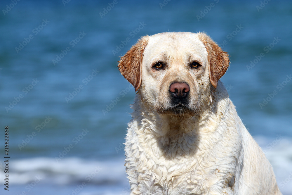 yellow labrador playing at the sea portrait