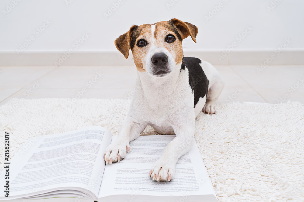 Fototapeta premium Smart cute jack russell terrier dog lying with open book looking at camera. Back to school concept, isolated on white