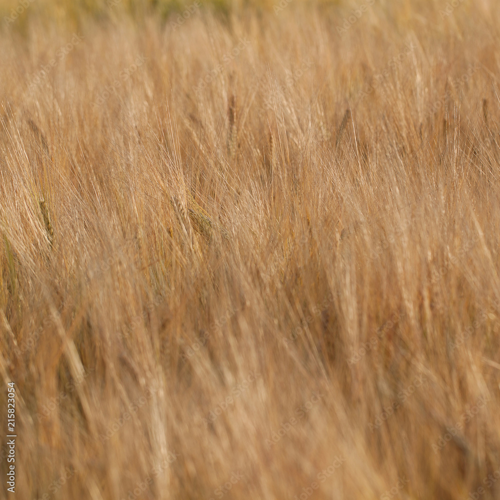 ears of rye in a summer sunny field ears of rye in a summer sunny field