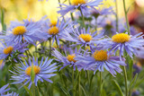 beautiful blue flowers aster amellus