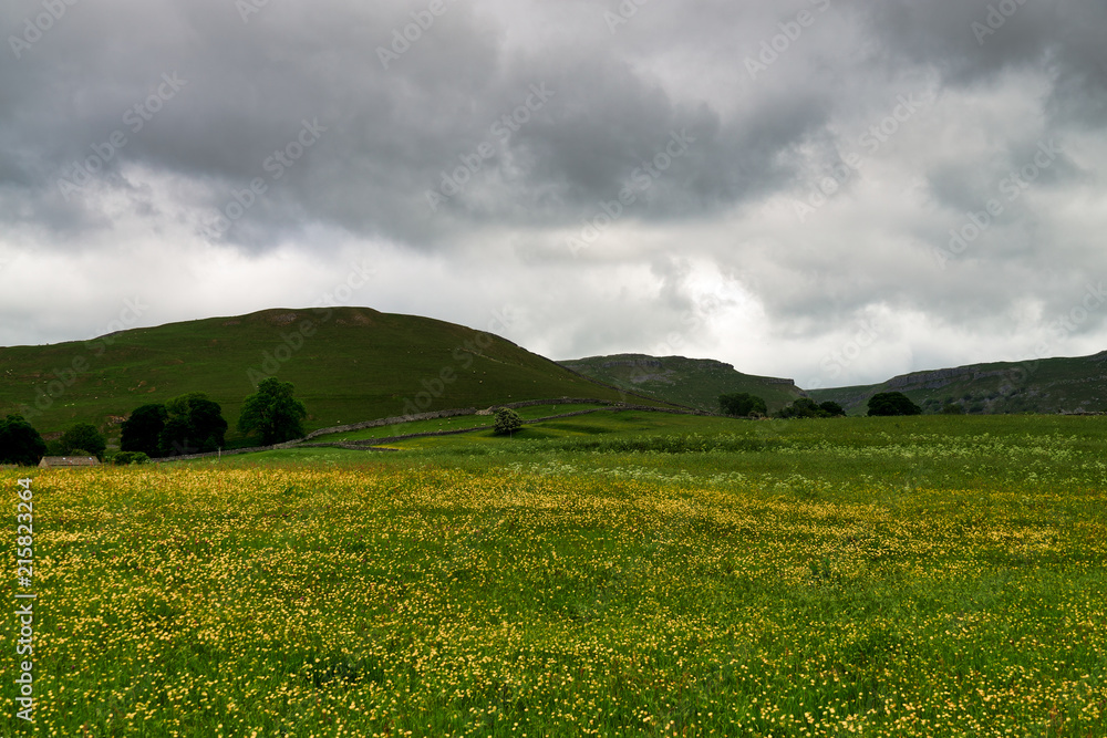 Yellow spring flowers under a cloudy sky in the Yorkshire Dales. Yellow spring flowers under a cloudy sky in the Yorkshire Dales.
