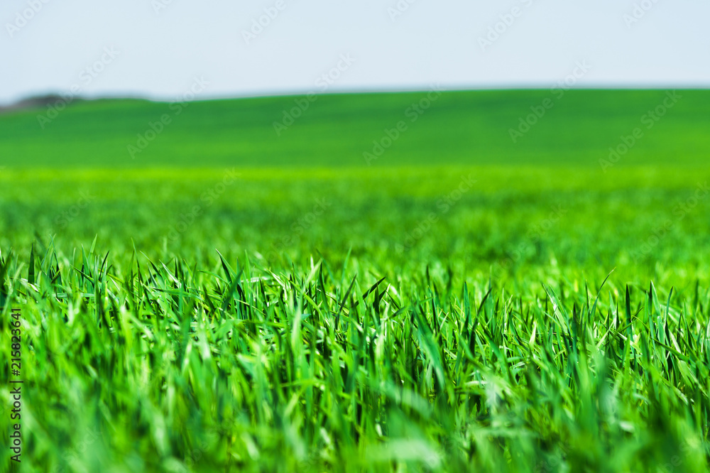 Obraz premium Image of a landscape of a green grass or wheat field and a blue sky with patterns from the clouds. The concept of serenity of ecology and spring