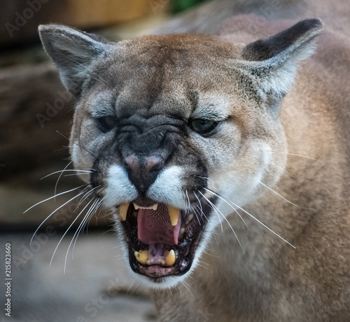 mountain lion snarling