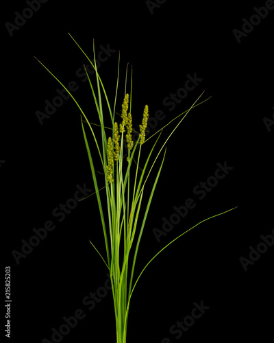 Sedge plant isolated in a studio on a black background. 