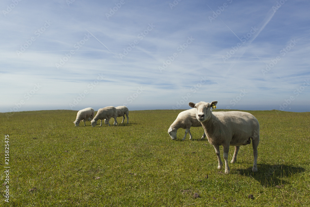 Schafherde auf grüner Wiese bis zum Horizont. Sheeps in green meadow. horizon view. Schafherde auf grüner Wiese bis zum Horizont. Sheeps in green meadow. horizon view.