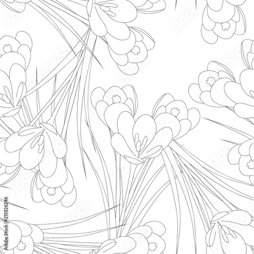 Fototapeta Naklejka Na Ścianę i Meble -  White Crocus Flower Outline on White Background