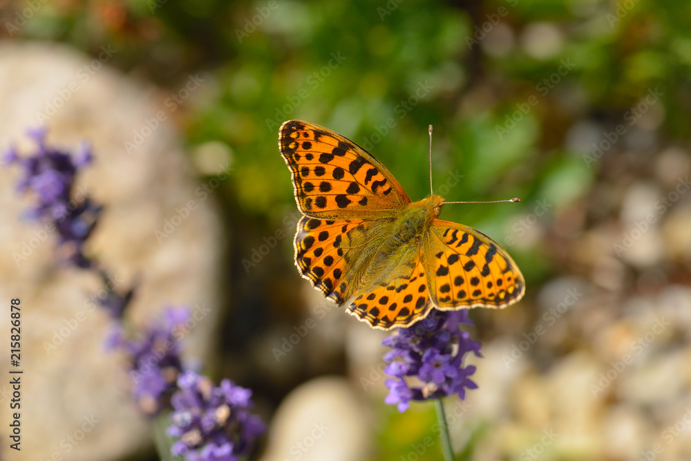 Kleiner Perlmuttfalter (Issoria lathonia) Kleiner Perlmuttfalter (Issoria lathonia)