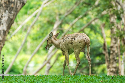 Young deer walking in the park