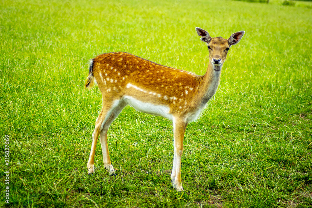 deer with grass background deer close-up deer wildlife deer with grass background deer close-up deer wildlife