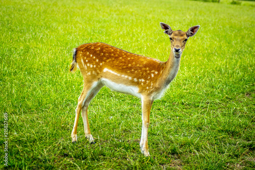 Fototapeta Naklejka Na Ścianę i Meble -  deer with grass background deer close-up deer wildlife 