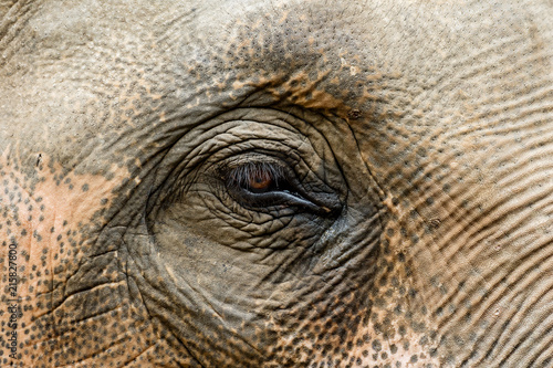 Close up eye of elephant