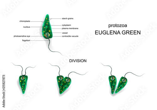 Green euglena. protozoa