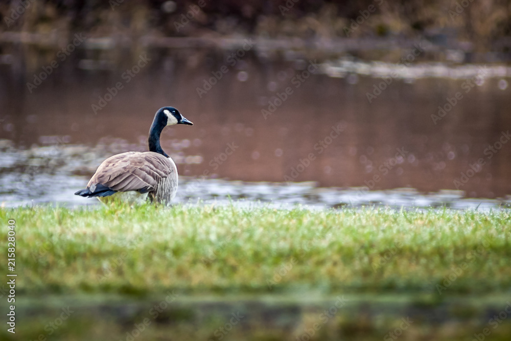 Obraz premium Oie du Canada