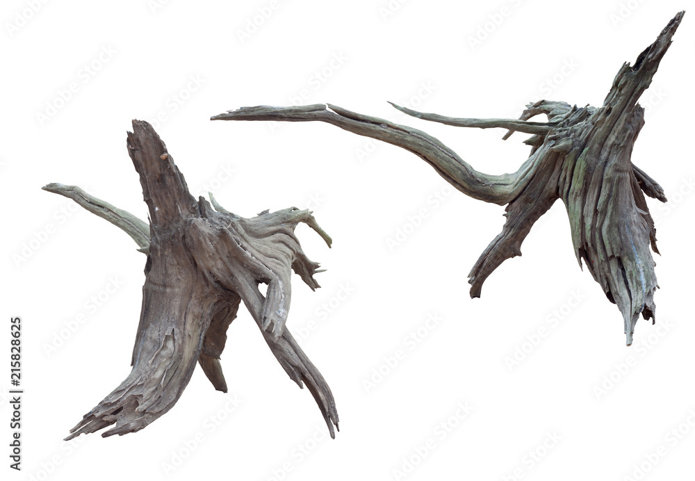 Isolate of beautiful timber use for decorating in the aquarium on white background with clipping path. Isolate of beautiful timber use for decorating in the aquarium on white background with clipping path.