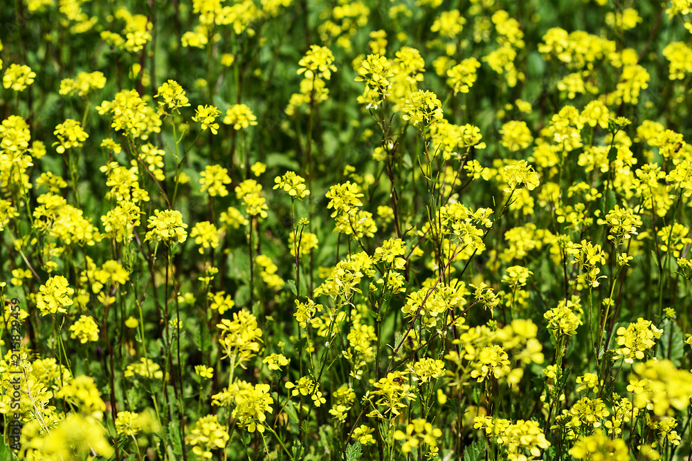 yellow and beautiful bells, close-up yellow and beautiful bells, close-up