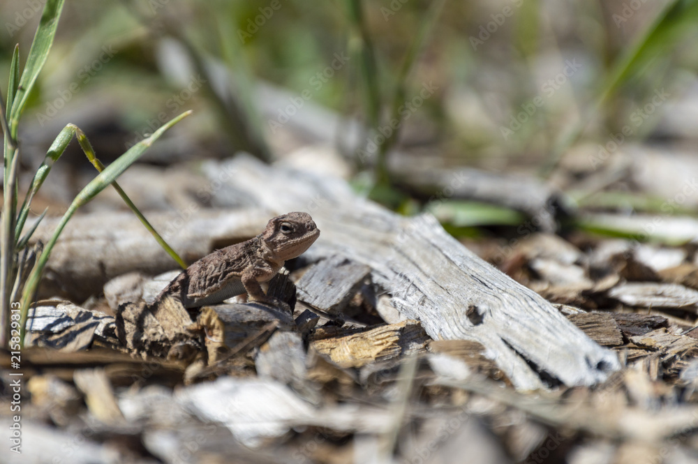 baby horned toad lizard baby horned toad lizard