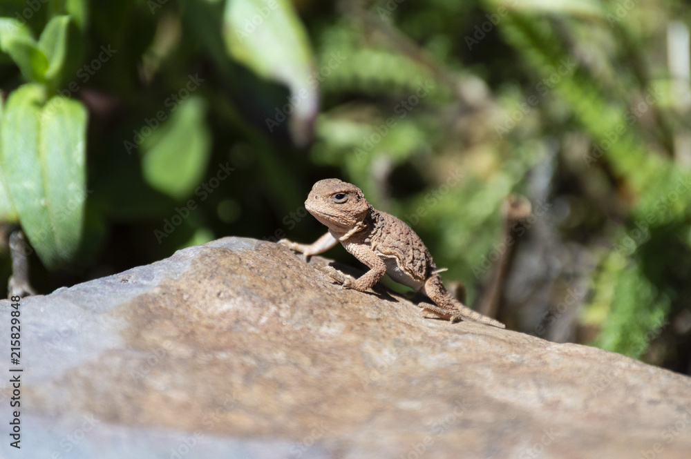 grumpy baby horned toad lizard grumpy baby horned toad lizard