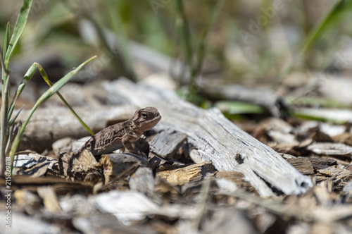baby horned toad lizard