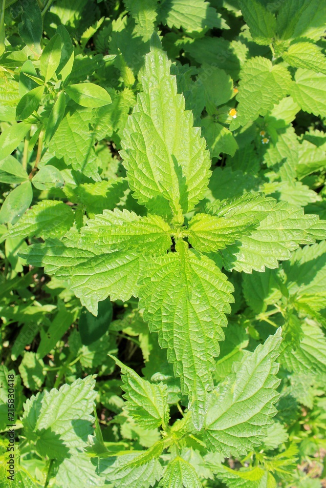 Nettle green leaves medical plant Nettle green leaves medical plant