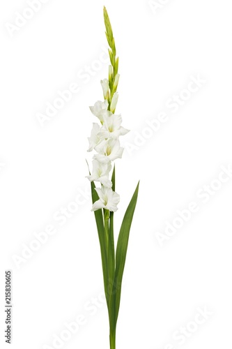 White gladiolus flower