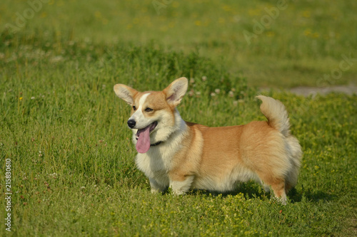 Puppy Corgi pembroke on a walk. Young energetic dog on a walk. Puppies education, cynology, intensive training of young dogs. Walking dogs in nature.