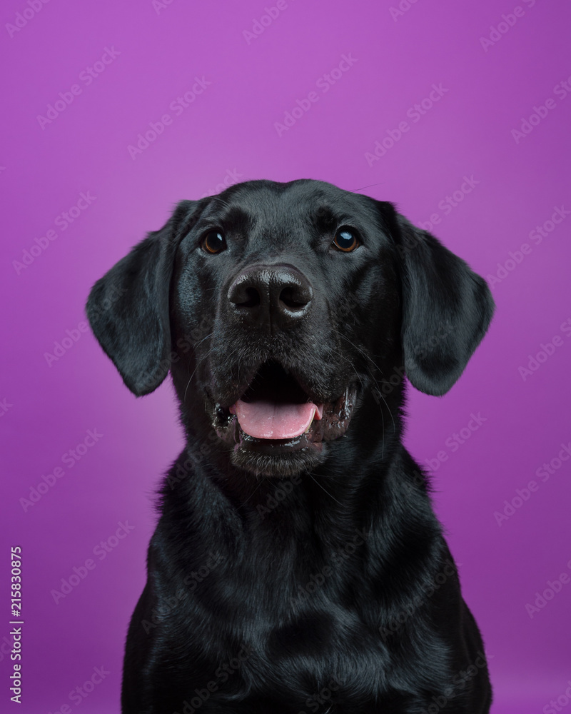 Funny Labrador Retriever dog smiling and begging for treats against a purple background Stock Photo | Adobe Stock Funny Labrador Retriever dog smiling and begging for treats against a purple background Stock Photo | Adobe Stock