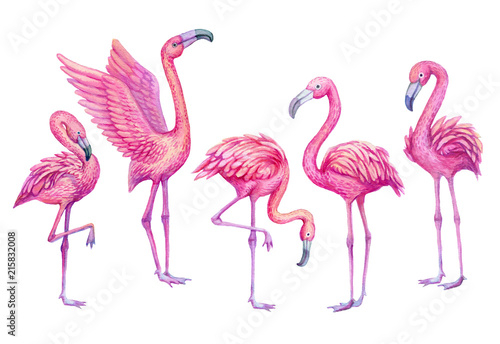 Flamingo watercolor tropical set. Exotic paradise birds illustration.