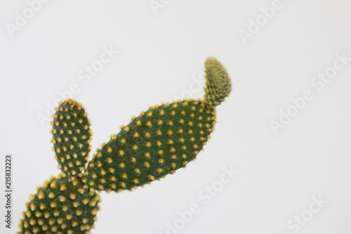 Cactus plant with green leaves and shovels and small yellow thorns on a white background. Succulent plant with many ramifications