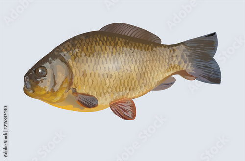 Carp realistic vector illustration for fishing theme isolated on light background